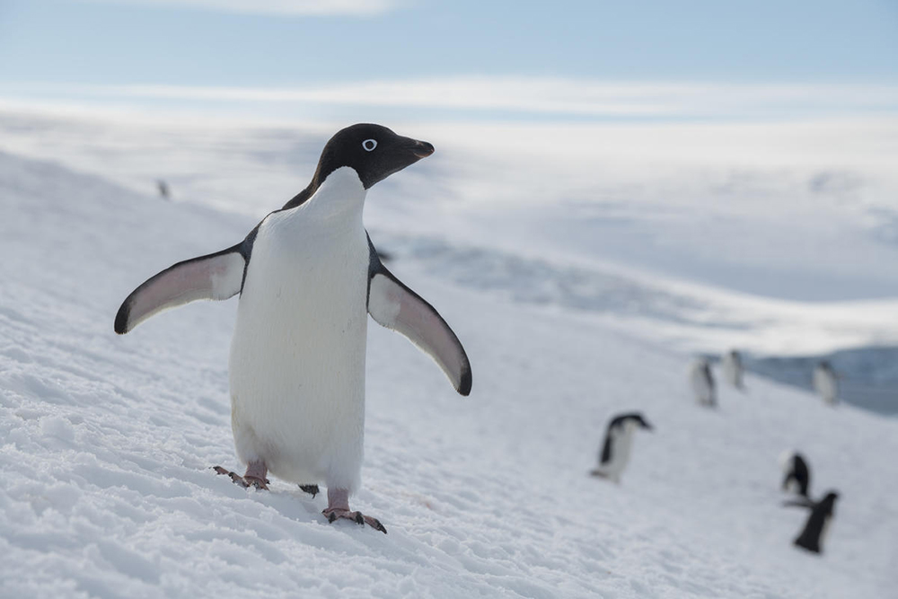 Greenpeace pingüino centinela 2