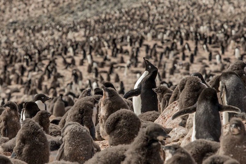 mar de Weddell pinguinos
