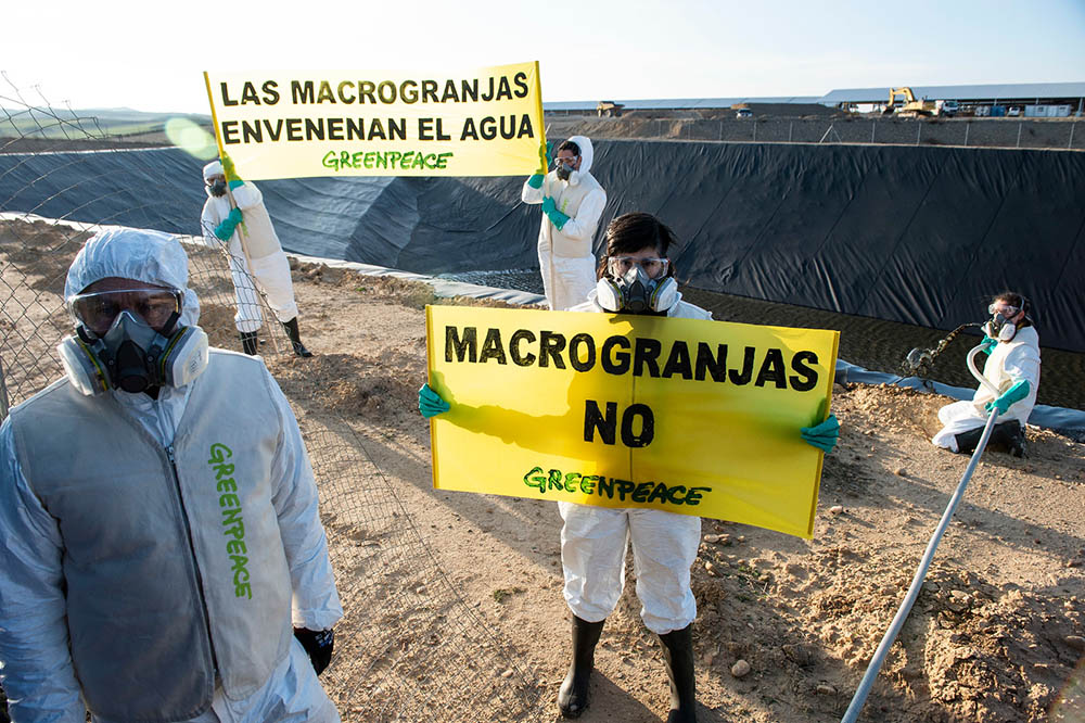 Acción de Greenpeace en macrogranja industrial de Caparroso (Navarra)