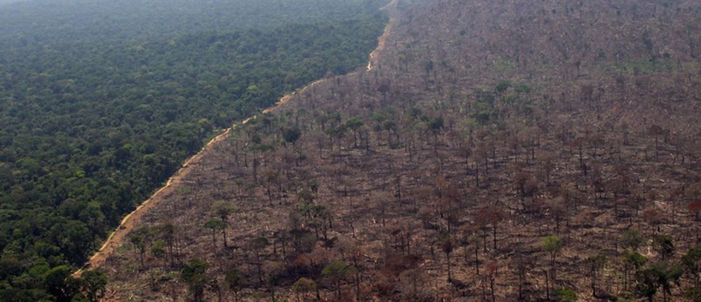 Greenpeace deforestación