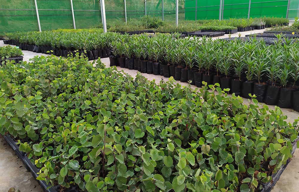 Plantas para la donación en Vivero Taxus (1)