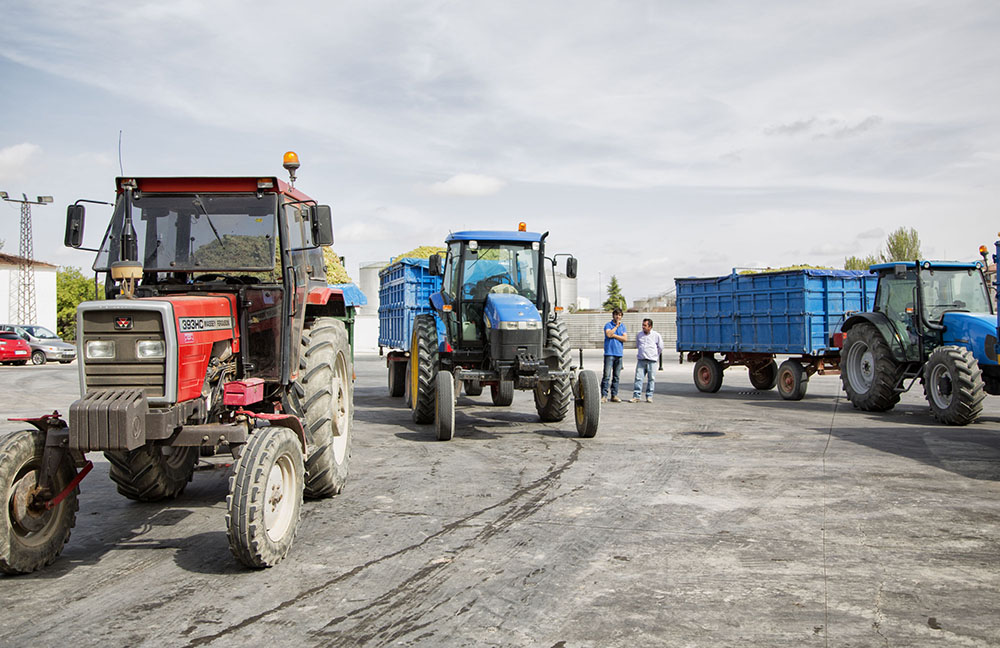 Varios tractores descargan uva en una cooperativa de Castilla-La Mancha